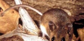 Hantavirus, cosa sappiamo