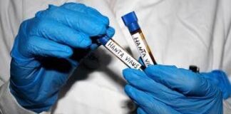Hantavirus, l’Oms avverte: è più contagioso non appena compaiono i sintomi