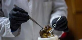 Hantavirus, topi come serbatoio: dobbiamo temere i ratti in città?