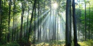 Il clima cambia le foreste, lo scenario al 2100