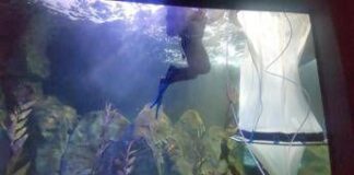 Il mare in laboratorio, un ecosistema in miniatura per produrre plancton