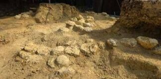In Francia trovate oltre 100 uova di dinosauro, hanno 72 milioni di anni