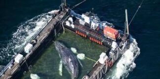 La megattera Timmy è libera nel Mare del Nord