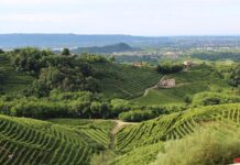 Settore food & wine: le professioni più richieste tra le colline del prosecco Le colline del prosecco