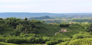 Settore food & wine: le professioni più richieste tra le colline del prosecco Le colline del prosecco