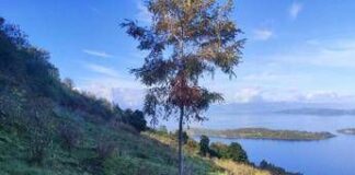 Mundys, Neya lancia in Cile nuovo progetto riforestazione di 170 ettari