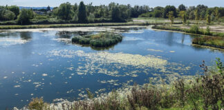 Parco della Pace di Vicenza, presentata l’iniziativa “Ecosistema” Parco Pace Vicenza