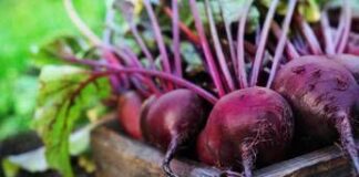 Sforzo fisico, ricerca italiana spiega ruolo dei nitrati della barbabietola