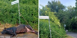 Violento incidente sulla via dei Laghi, auto finisce contro un toro. Il sindaco di Nemi: “Sfiorata la tragedia”
