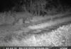 Identificato l’orso avvistato nel Vicentino, è un giovane maschio trentino orso Asiago vicentino