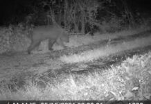 Orso sull’Altopiano di Asiago: è un esemplare di due anni. Provincia Vicenza monitora orso Asiago