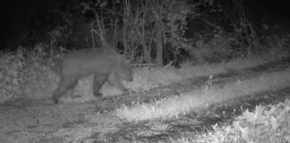 Identificato l’orso avvistato nel Vicentino, è un giovane maschio trentino orso Asiago vicentino