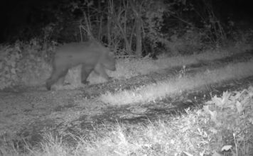 Identificato l’orso avvistato nel Vicentino, è un giovane maschio trentino orso Asiago vicentino