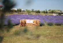 A giugno Roma si tinge di viola: torna la festa della lavanda al Lavandeto di Roma