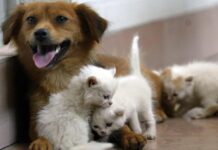 Acqua sempre disponibile e attenzione a superfici calde, 5 consigli per proteggere cani e gatti in estate