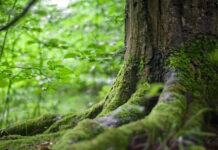Thiene, piantine gratuite per i cittadini: continua l’adesione alla campagna di Veneto Agricoltura “Alberi in Pianura” thiene alberi pianura