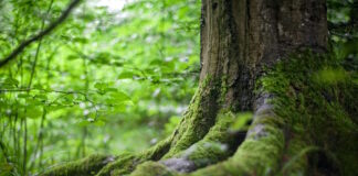 Thiene, piantine gratuite per i cittadini: continua l’adesione alla campagna di Veneto Agricoltura “Alberi in Pianura” thiene alberi pianura
