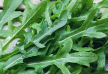 Dalla rucola un aiuto contro obesità e glicemia alta, lo studio