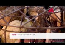 Esche avvelenate per gli animali, l’emergenza silenziosa