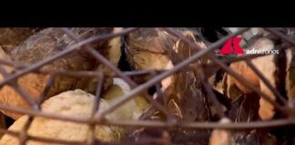 Esche avvelenate per gli animali, l’emergenza silenziosa