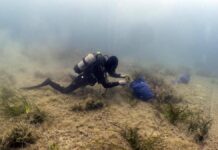 Findus rafforza l’impegno per la tutela del mare, lotta a plastiche e ripristino posidonia oceanica