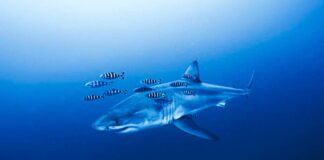 Grande squalo bianco a pochi metri dai sub: il rarissimo incontro nel Mediterraneo