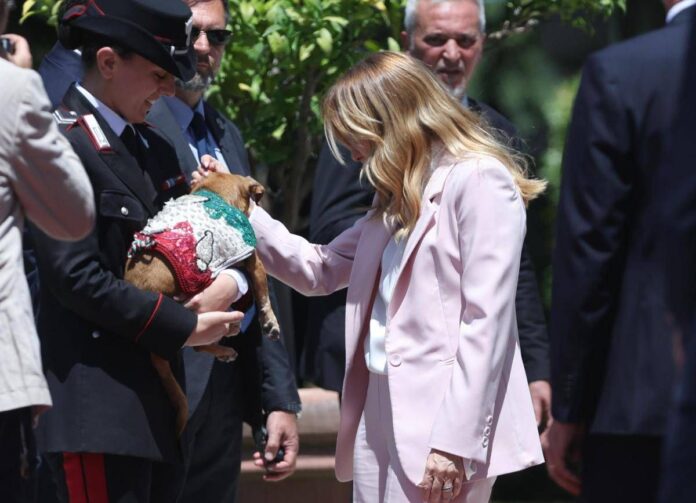 Italia-Corea, Meloni si fa foto con ‘Briciola’: cagnolina mascotte Carabinieri ‘star’ a Villa Pamphlij