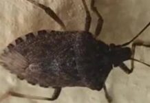 Malattia di Chagas spaventa l’America Latina, circa 6 mln convivono con l’infezione parassitaria