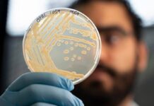Mappato il microbioma di Ötzi l’uomo dei ghiacci. La scoperta: super lieviti resistenti al freddo, primo test il pane