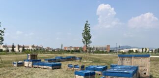 Vicenza, installate nuove sedute in legno al Parco della Pace Parco della Pace Vicenza sedute in Legno