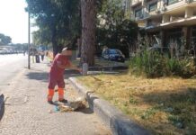 Roma, ripulite le aiuole nel degrado intorno alla Nuvola: l’intervento dopo la denuncia dell’Adnkronos