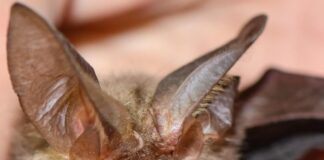 Si sveglia con un pipistrello sul viso, 11enne muore di rabbia: nessun segno di morso