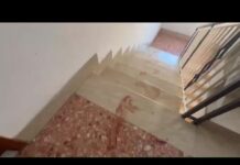 Triplice omicidio a Roma, la fuga del figlio ferito: le impronte nel palazzo e le tracce – Video