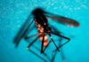 Lonigo, diagnostica infezione da West Nile a una donna: primo caso nel Vicentino lonigo west nile