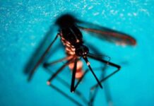 West Nile, primo caso di infezione in Veneto