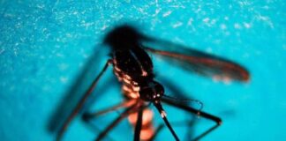 West Nile, primo caso di infezione in Veneto riscontrato nel Veronese