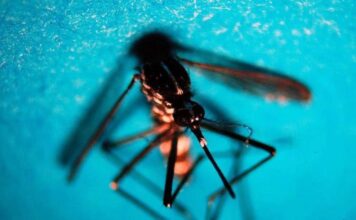 West Nile, primo caso di infezione in Veneto riscontrato nel Veronese