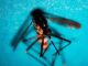 Lonigo, diagnosticata infezione da West Nile a una donna: primo caso nel Vicentino lonigo west nile
