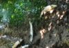 Moria di pesci in ruscello nel bosco delle Risorgive del Bacchiglione a Novoledo. Esami in corso: dall’area acqua per Padova e Dueville senza acquedotto pesci morti risorgive novoledo