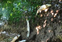 Moria di pesci in un ruscello nel bosco delle Risorgive del Bacchiglione a Novoledo. Esami in corso: da lì acqua per Padova e Dueville senza acquedotto pesci morti risorgive novoledo