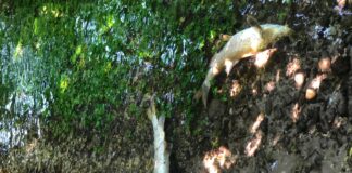 Moria di pesci in un ruscello nel bosco delle Risorgive del Bacchiglione a Novoledo. Esami in corso: da lì acqua per Padova e Dueville senza acquedotto pesci morti risorgive novoledo
