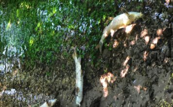Risolto il “giallo” della moria di pesci al bosco di Novoledo, non inquinamento ma tentativo nobile di salvarli dalla siccità pesci morti risorgive novoledo