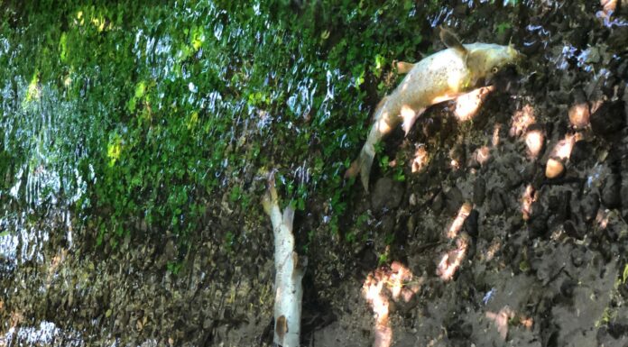 Moria di pesci in ruscello nel bosco delle Risorgive del Bacchiglione a Novoledo. Esami in corso: dall’area acqua per Padova e Dueville senza acquedotto pesci morti risorgive novoledo