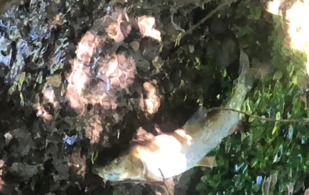 Un altra carcassa di pesce documentata da Vipiù.