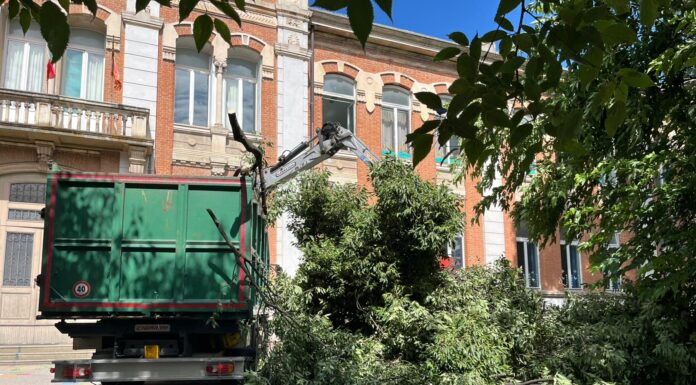 Ramo caduto in cortile scuola di Vicenza: Liliana Zocca (Fratelli d’Italia) interroga il comune caduta ramo albero bagolareo scuola zanella vicenza