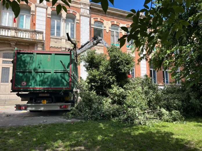 caduta ramo albero bagolareo scuola zanella vicenza caduta ramo albero bagolareo scuola zanella vicenza