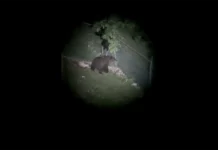Orso sull’Altopiano di Asiago: predate due capre a Enego orso enego esemplare altopiano asiago capre