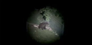 Orso sull’Altopiano di Asiago: predate due capre a Enego orso enego esemplare altopiano asiago capre