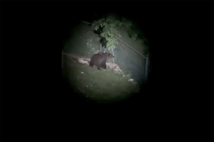 orso enego esemplare altopiano asiago capre orso enego esemplare altopiano asiago capre
