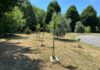 Alberi per la pianura veneta, anche a Vicenza torna l’iniziativa green della Regione alberi pianura veneta